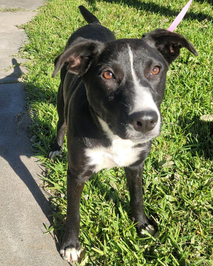 Enlarge Buster, a Adopted mixed breed in Alvin, TX image 1/5