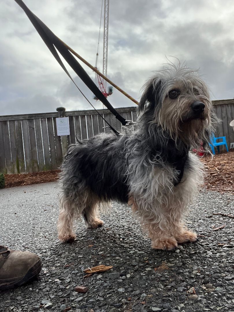 Enlarge Lilianna, a Adoptable mixed breed in lynnwood , WA image 1/12