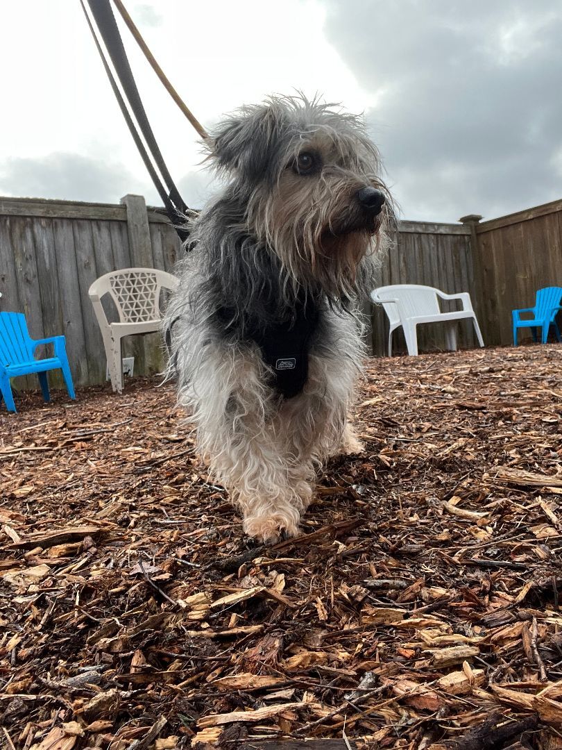 Enlarge Lilianna, a Adoptable mixed breed in lynnwood , WA image 2/12