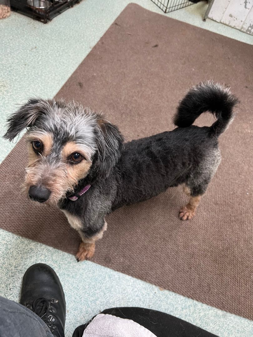 Enlarge Lilianna, a Adoptable mixed breed in lynnwood , WA image 3/12