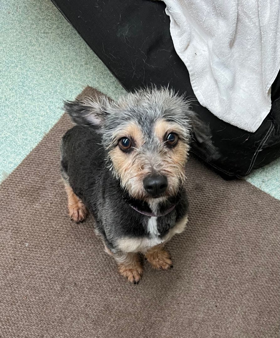 Enlarge Lilianna, a Adoptable mixed breed in lynnwood , WA image 4/12