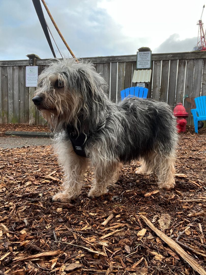 Enlarge Lilianna, a Adoptable mixed breed in lynnwood , WA image 5/12