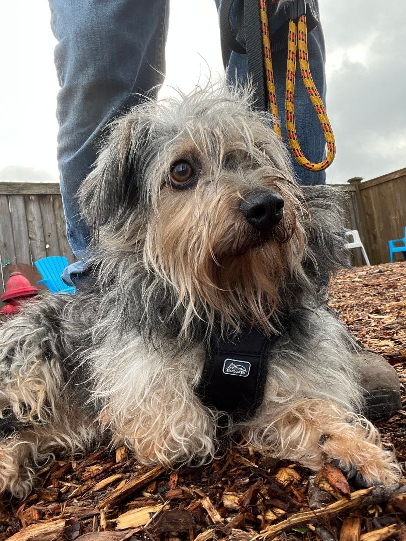 Enlarge Lilianna, a Adoptable mixed breed in lynnwood , WA image 6/12