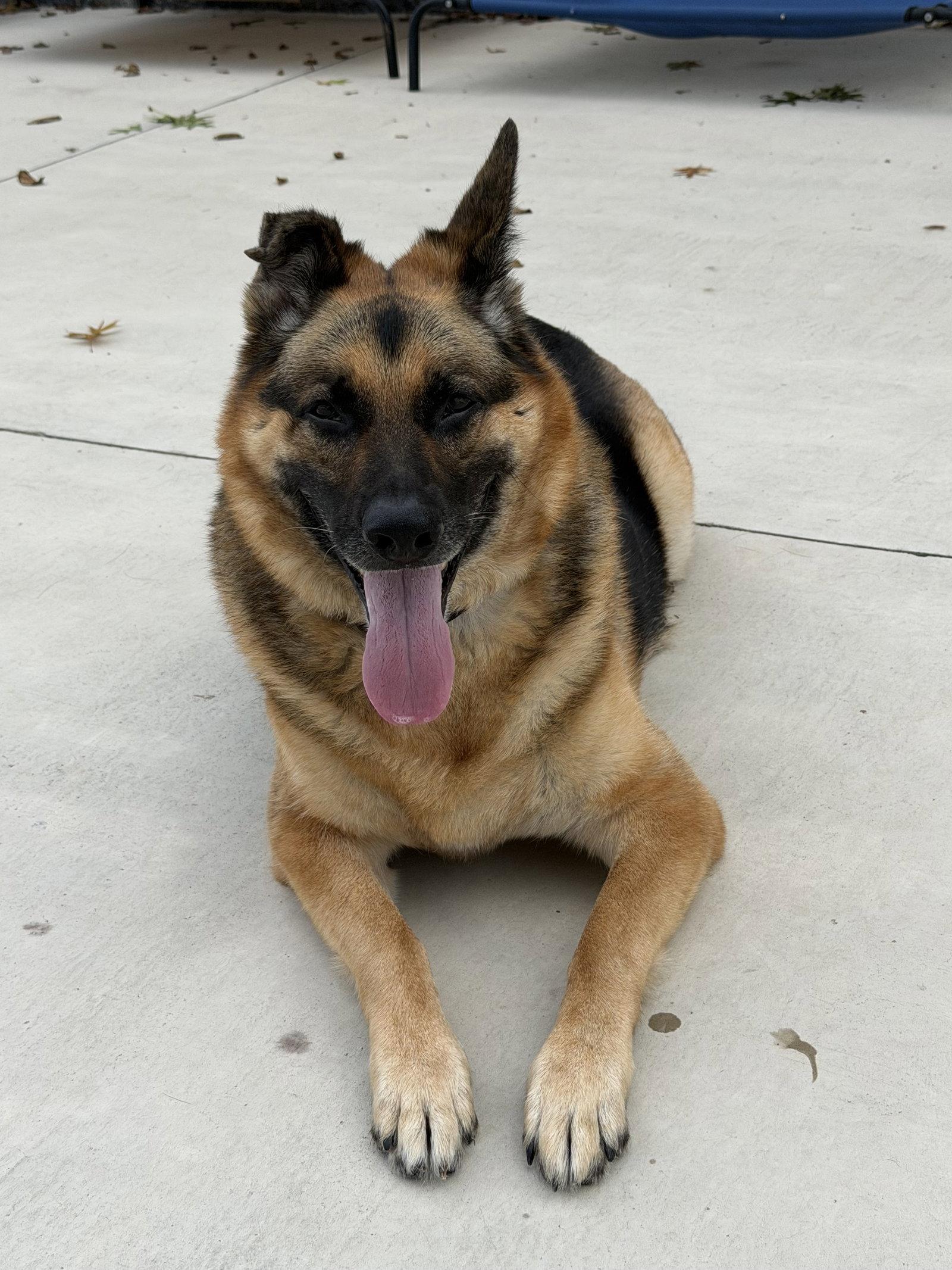 Kobe, Adoptable, Adult Male German Shepherd Dog.