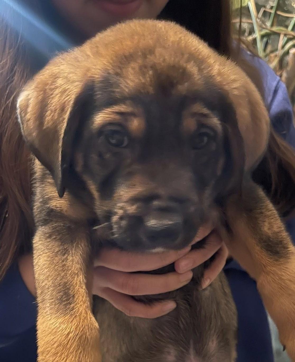 Dwight, ADOPTABLE, Puppy Male Mixed Breed.