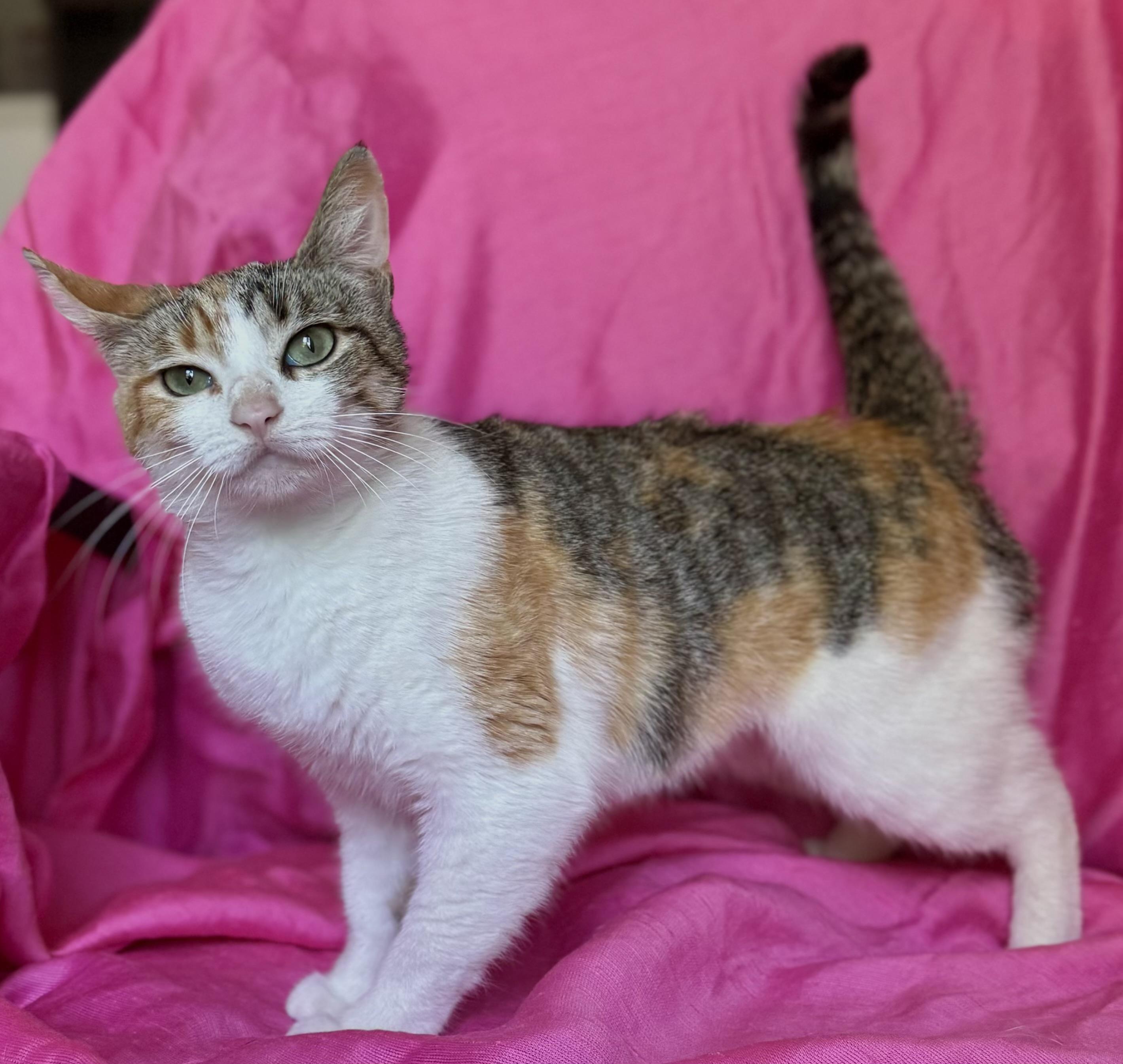 SUNFLOWER, a ADOPTABLE Calico in Rowland Heights, CA image 4/6
