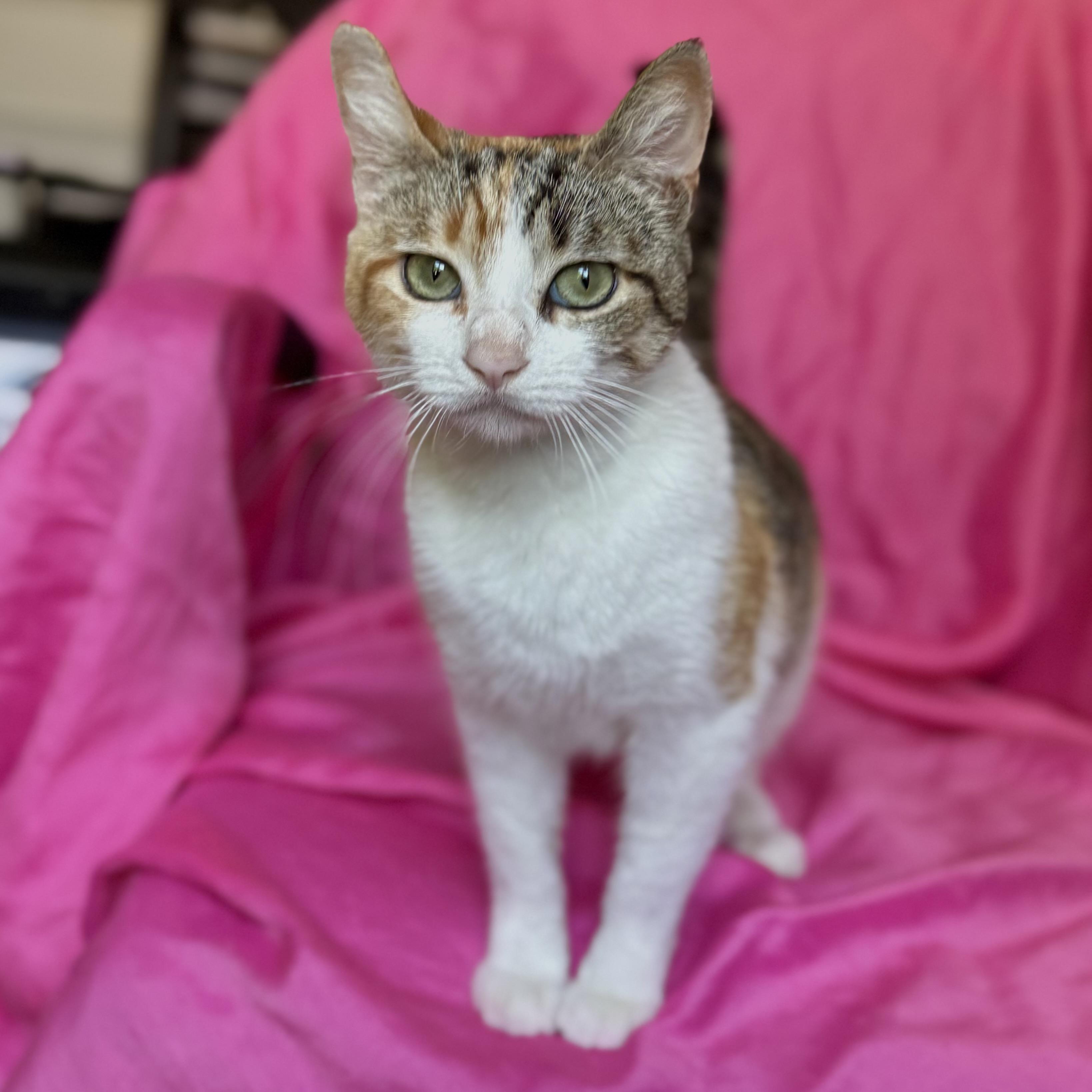 SUNFLOWER, a ADOPTABLE Calico in Rowland Heights, CA image 6/6