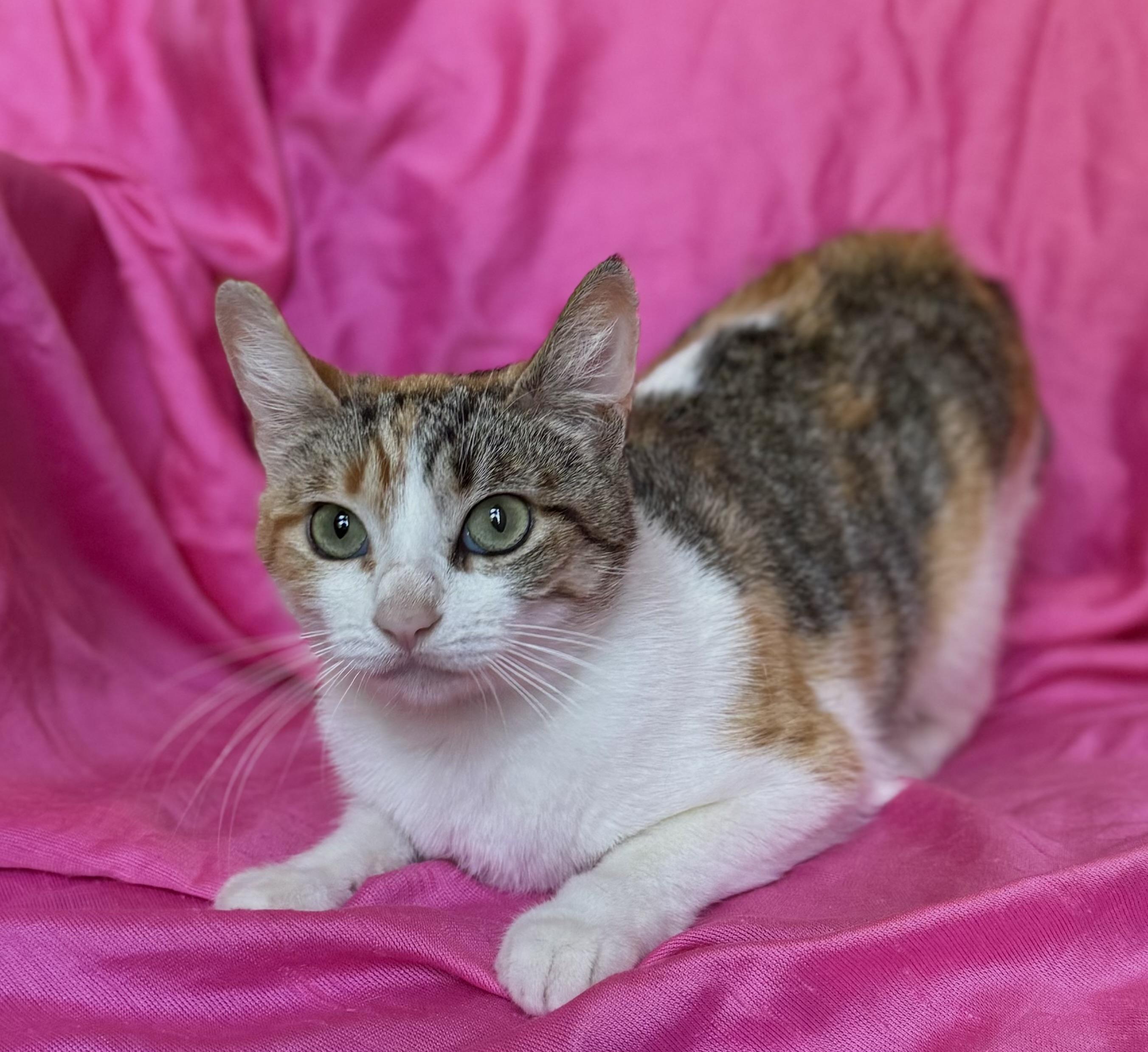 SUNFLOWER, a ADOPTABLE Calico in Rowland Heights, CA image 3/6