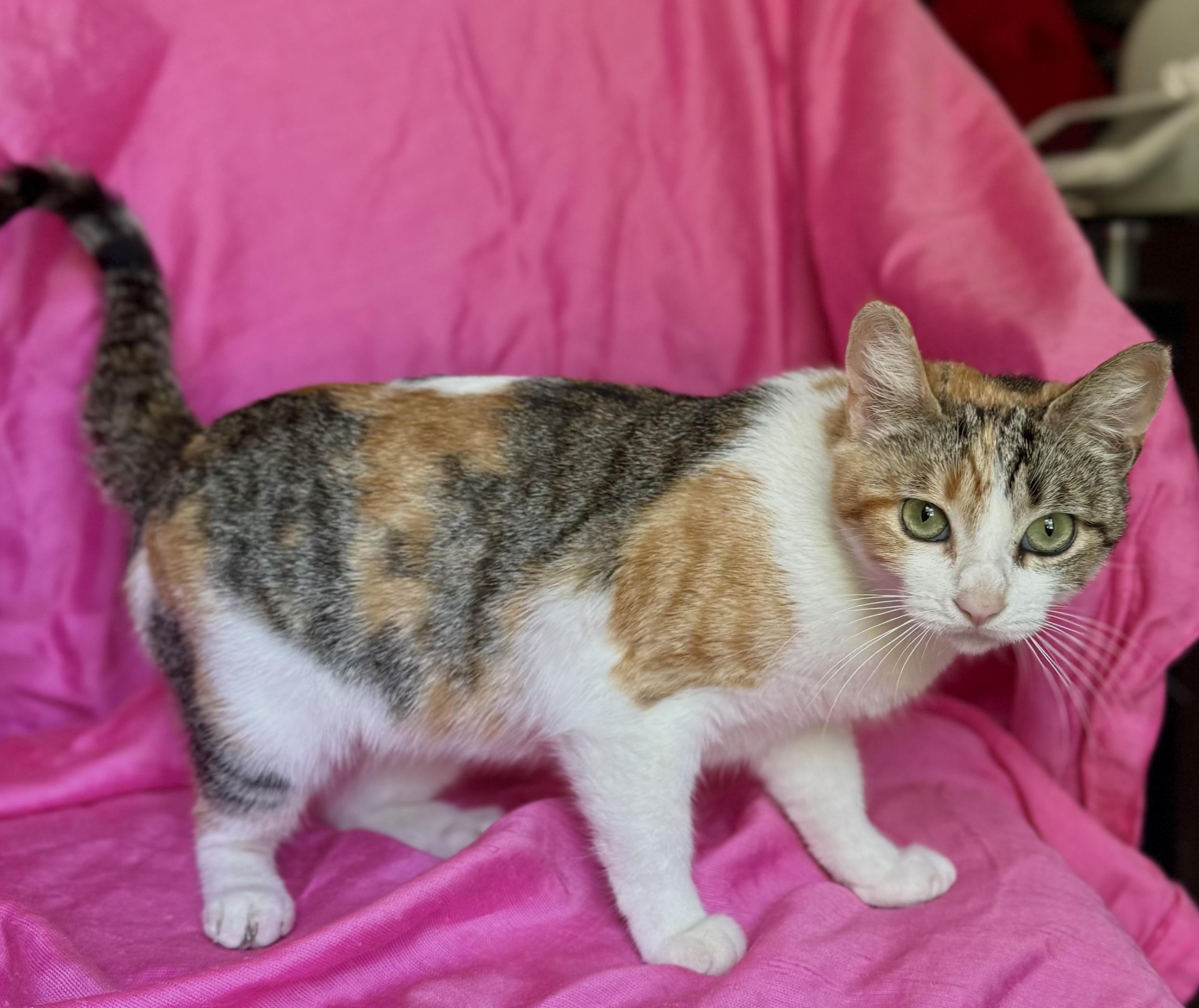 SUNFLOWER, a ADOPTABLE Calico in Rowland Heights, CA image 2/6