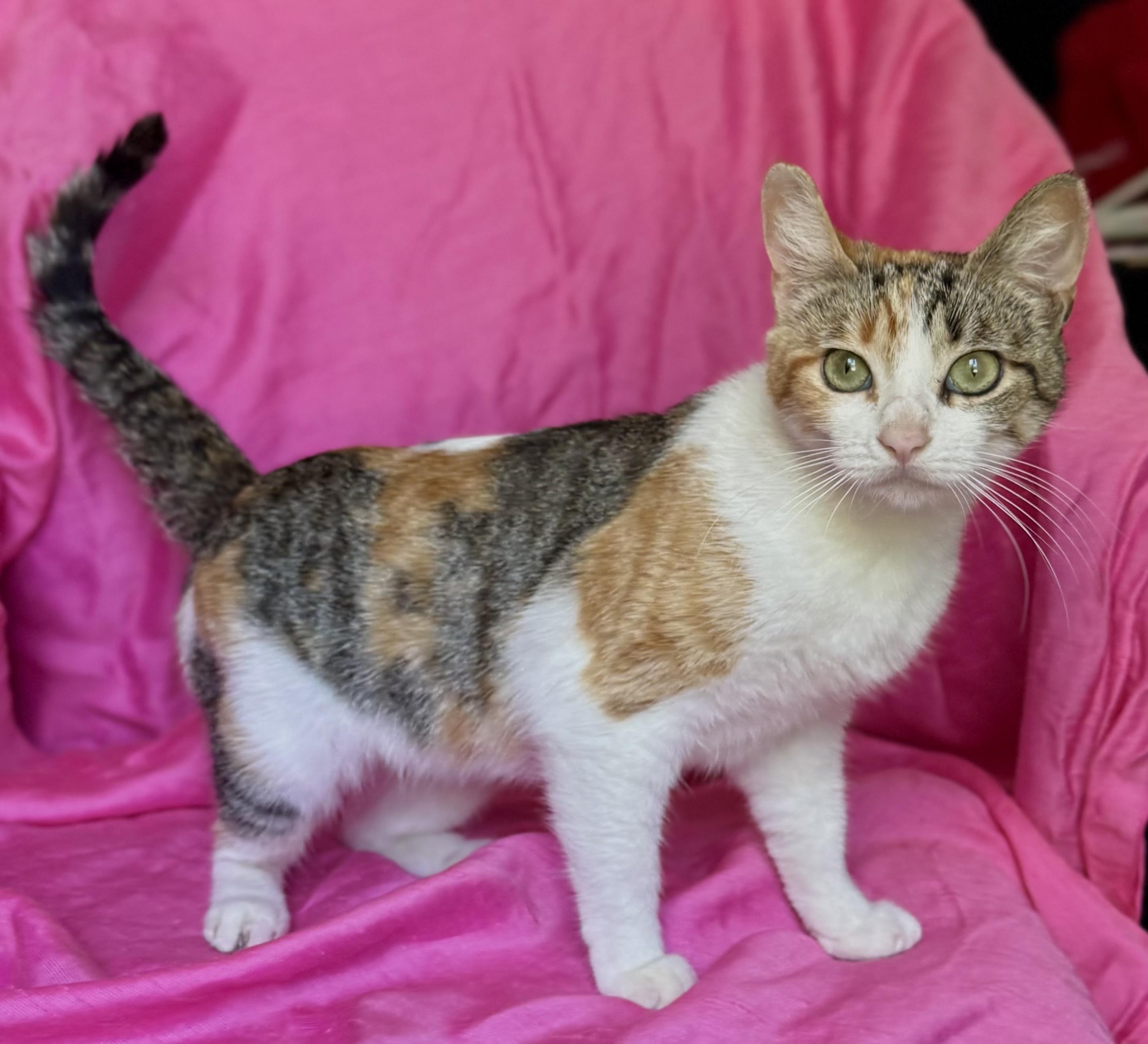 SUNFLOWER, a ADOPTABLE Calico in Rowland Heights, CA image 5/6