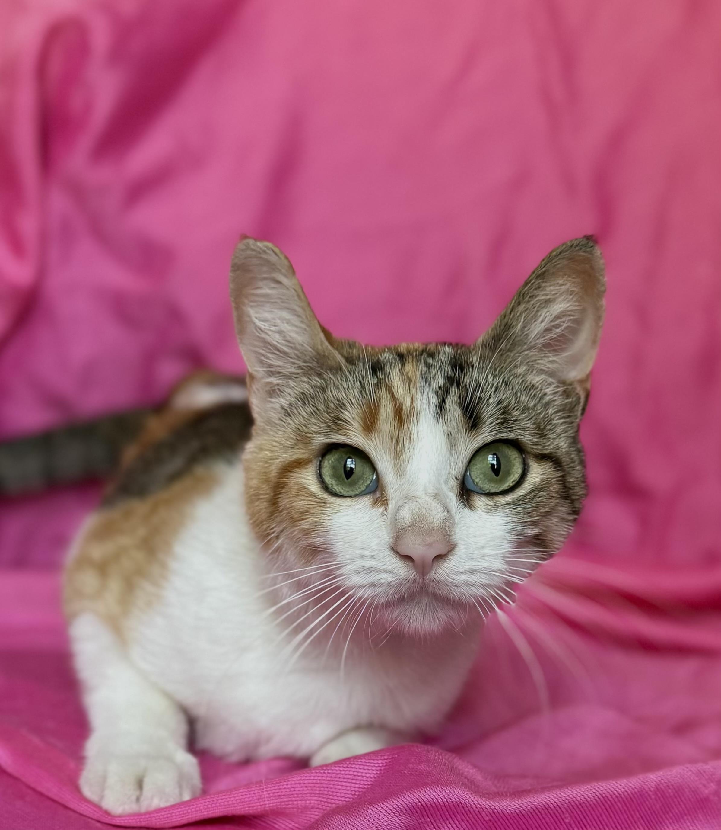 SUNFLOWER, a ADOPTABLE Calico in Rowland Heights, CA image 1/6