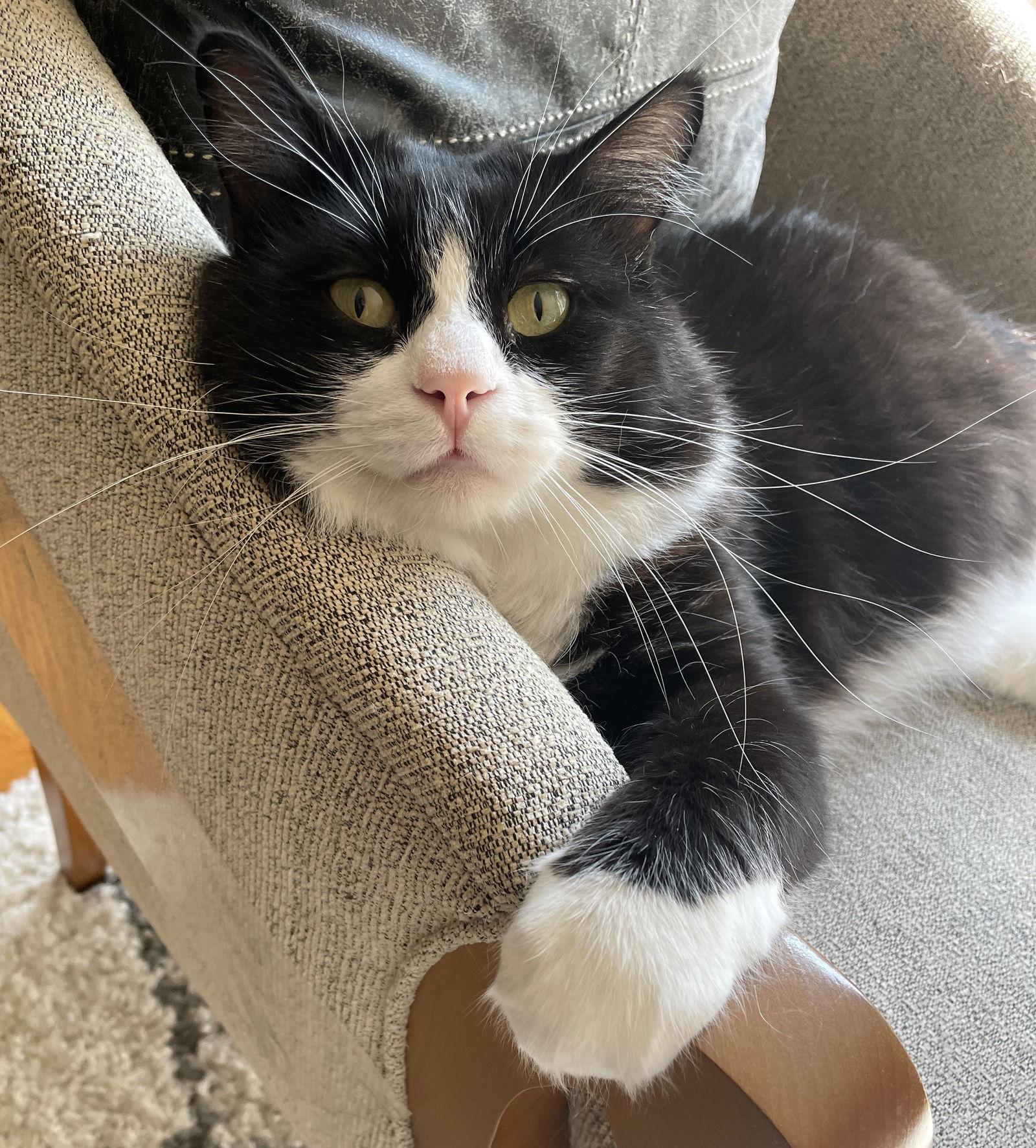 Louie, Adoptable, Adult Male Domestic Long Hair.