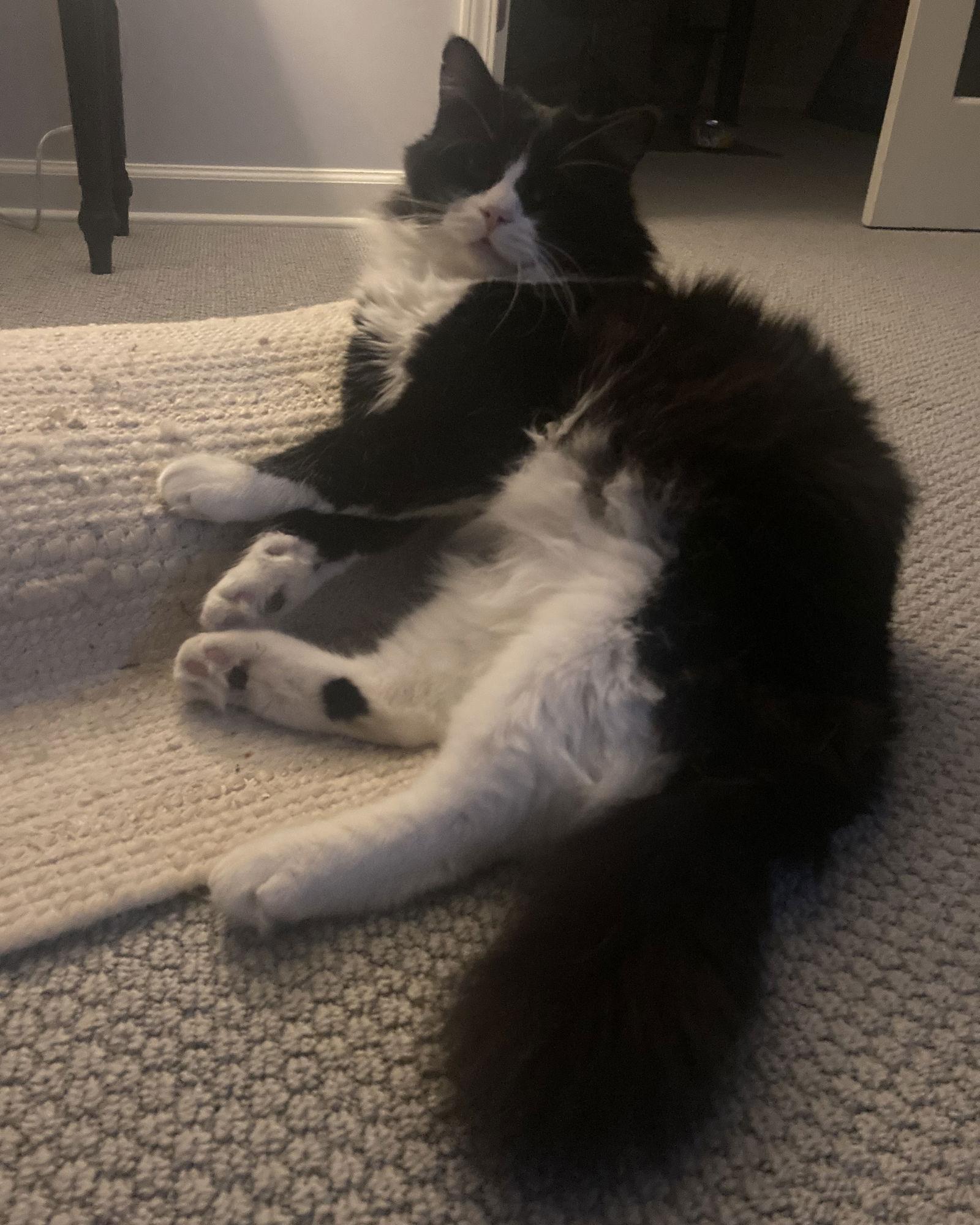 Enlarge Louie, a Adoptable Domestic Long Hair in Kansas City, MO image 3/3