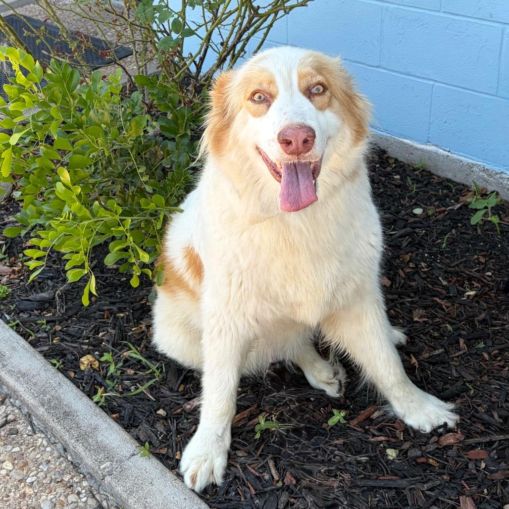 Camelia 26-05-015, Adoptable, Adult Female Great Pyrenees.