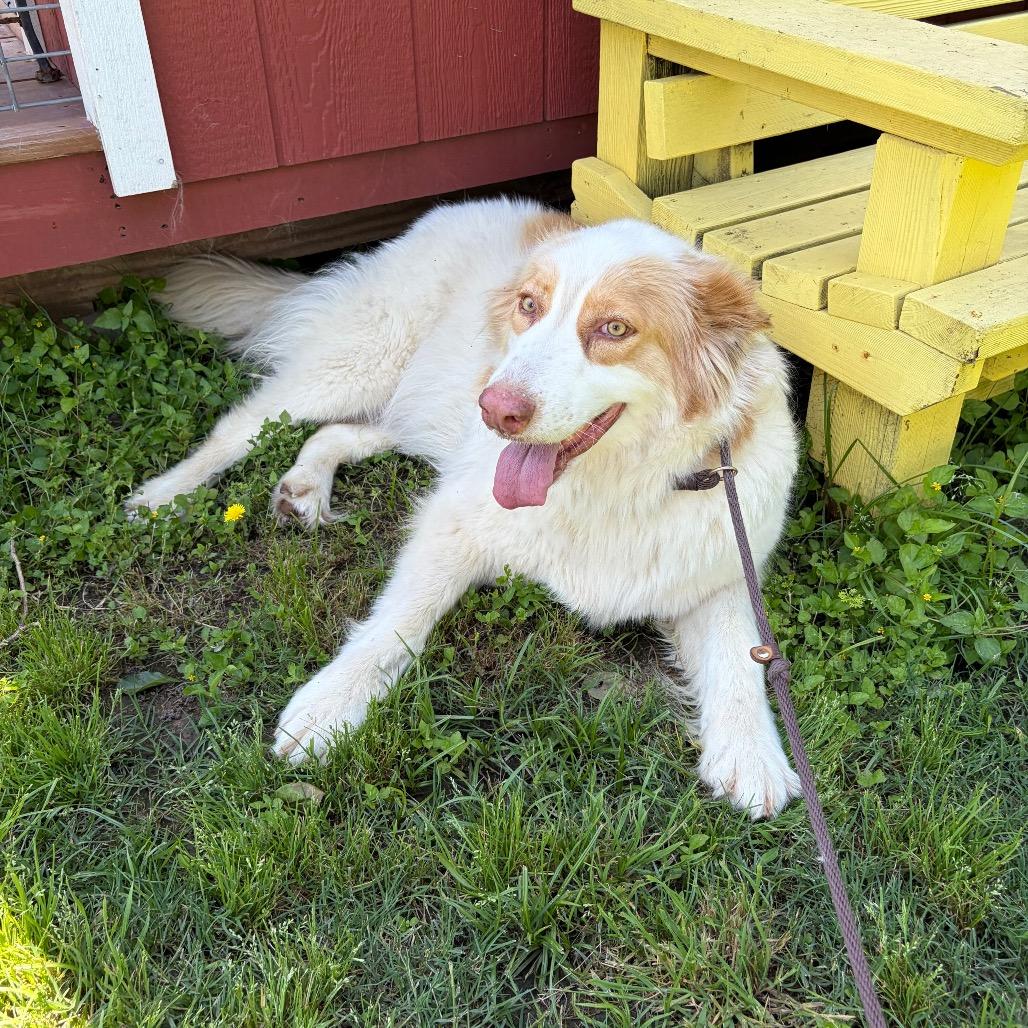 Enlarge Camelia 26-05-015, a Adoptable Great Pyrenees in Bastrop, TX image 2/6