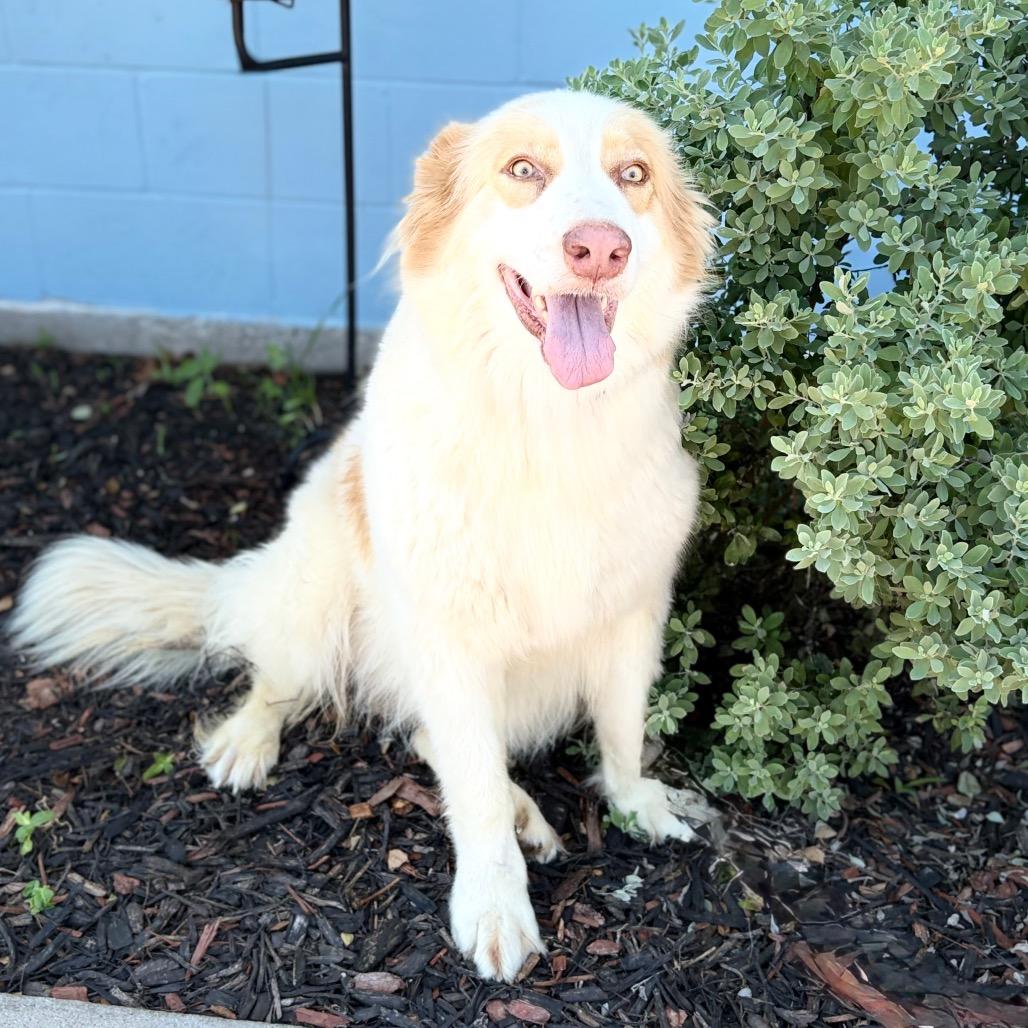 Enlarge Camelia 26-05-015, a Adoptable Great Pyrenees in Bastrop, TX image 3/6