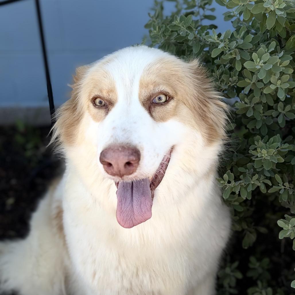 Enlarge Camelia 26-05-015, a Adoptable Great Pyrenees in Bastrop, TX image 4/6