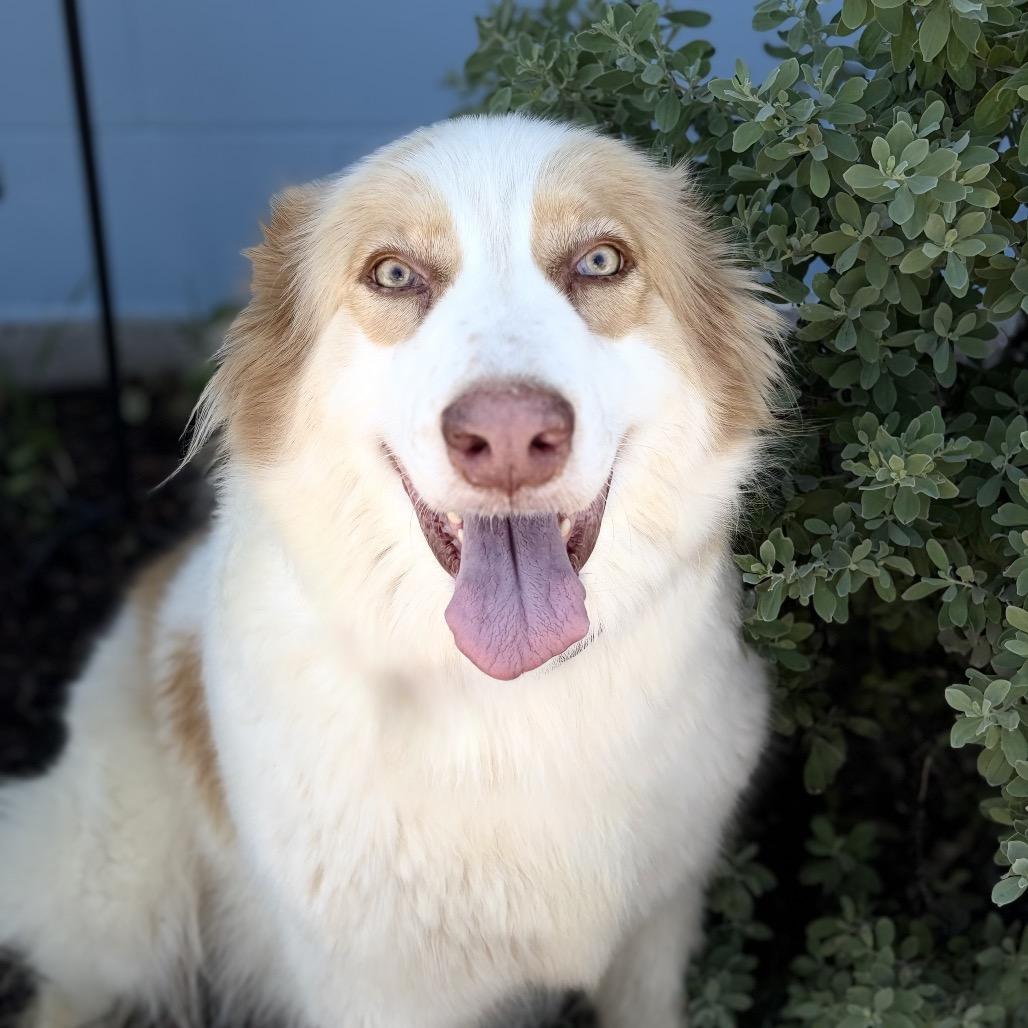 Enlarge Camelia 26-05-015, a Adoptable Great Pyrenees in Bastrop, TX image 5/6