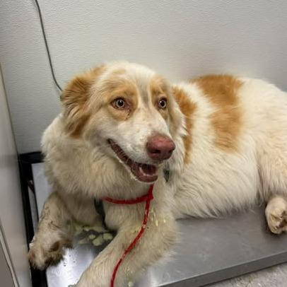 Enlarge Camelia 26-05-015, a Adoptable Great Pyrenees in Bastrop, TX image 6/6