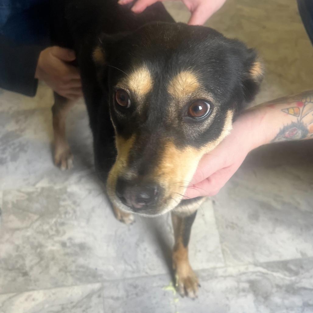 Marshmallow, Adoptable, Puppy Female Mixed Breed.