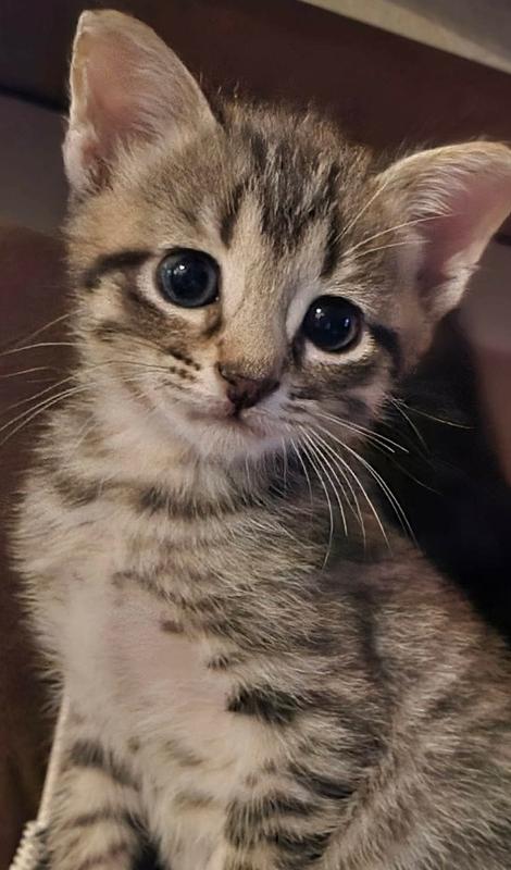 Alpine, Adoptable, Kitten Male Domestic Short Hair.
