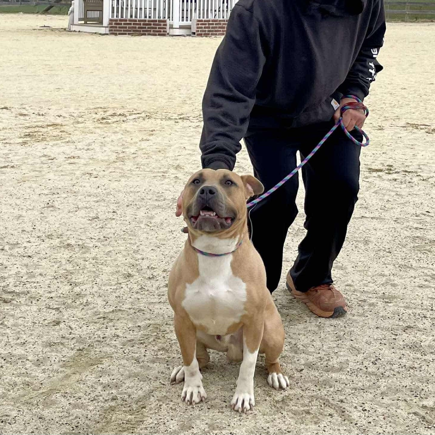 Enlarge Marlon, a Adoptable Pit Bull Terrier in Mechanicsburg, PA image 1/3