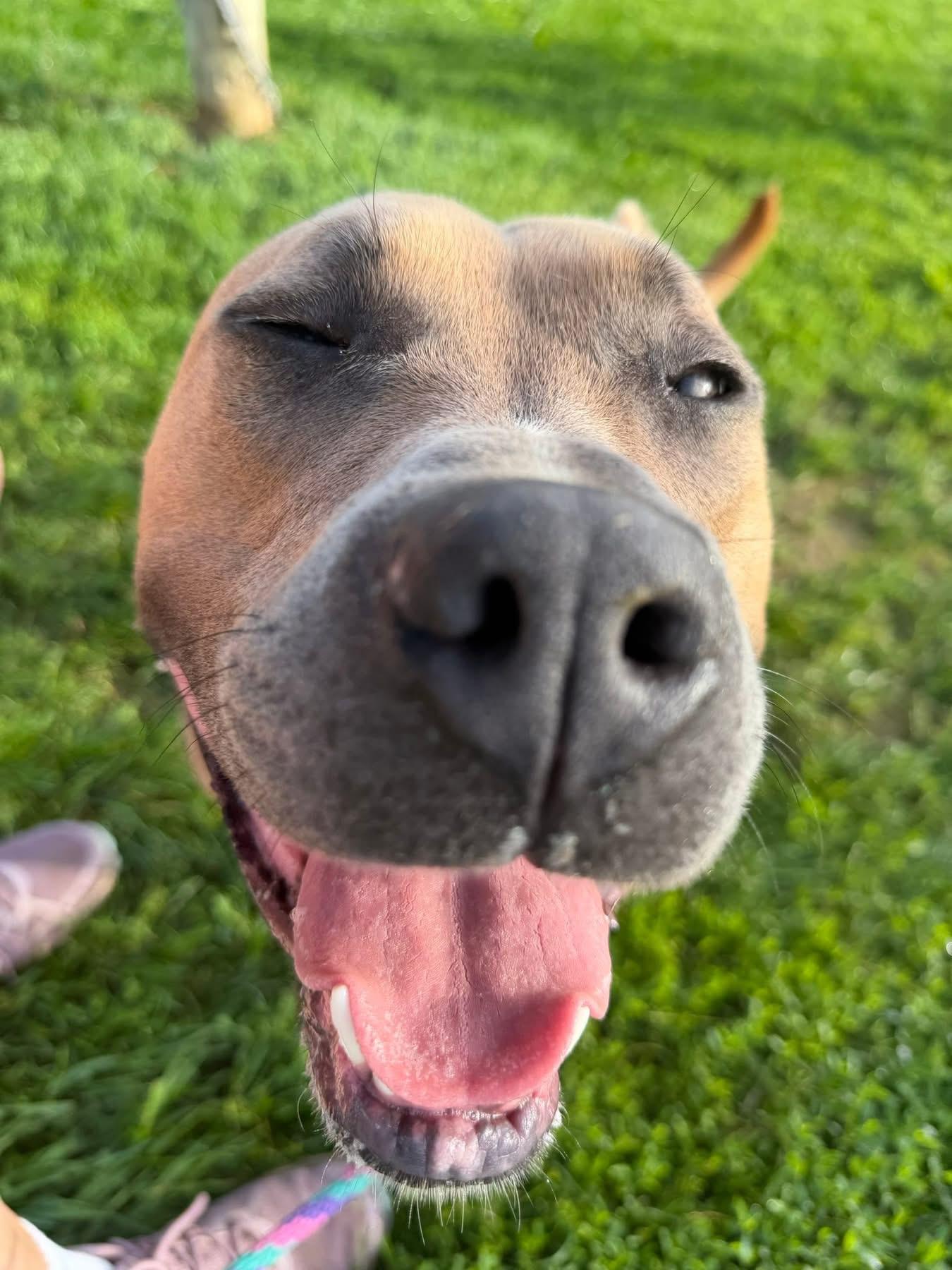 Marlon, a Adoptable Pit Bull Terrier in Mechanicsburg, PA image 1/5