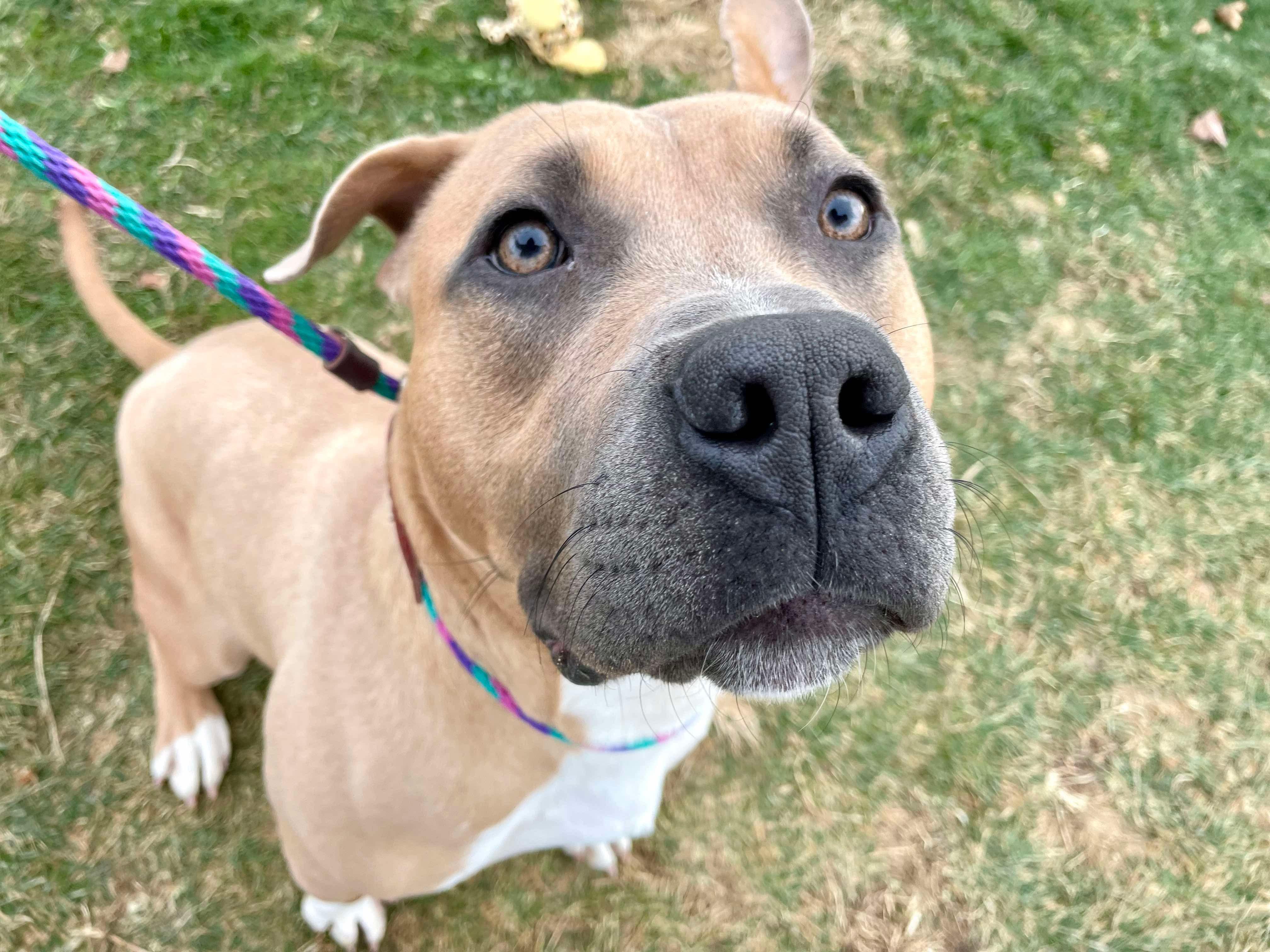 Enlarge Marlon, a Adoptable Pit Bull Terrier in Mechanicsburg, PA image 2/3