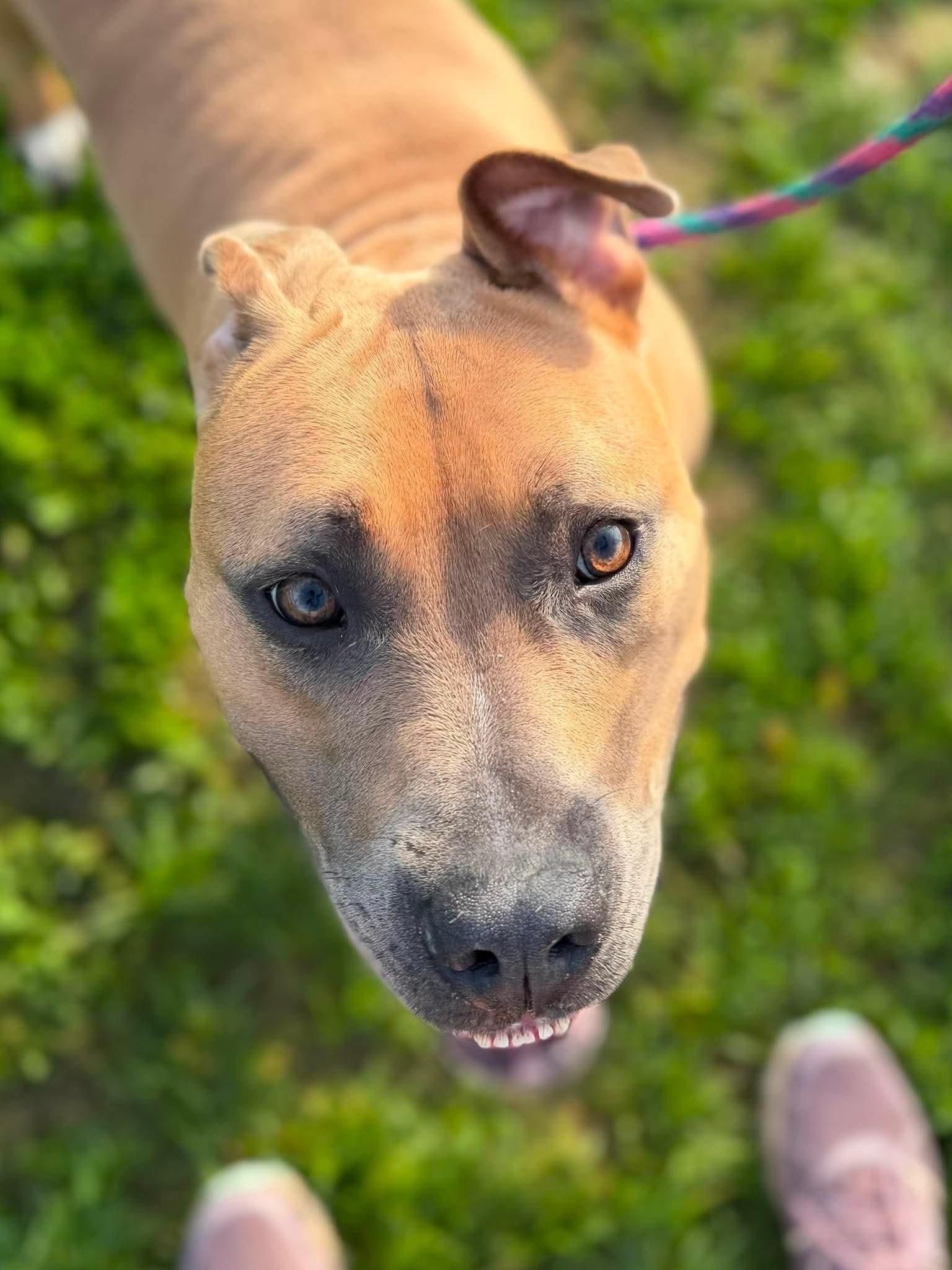 Marlon, a Adoptable Pit Bull Terrier in Mechanicsburg, PA image 5/5