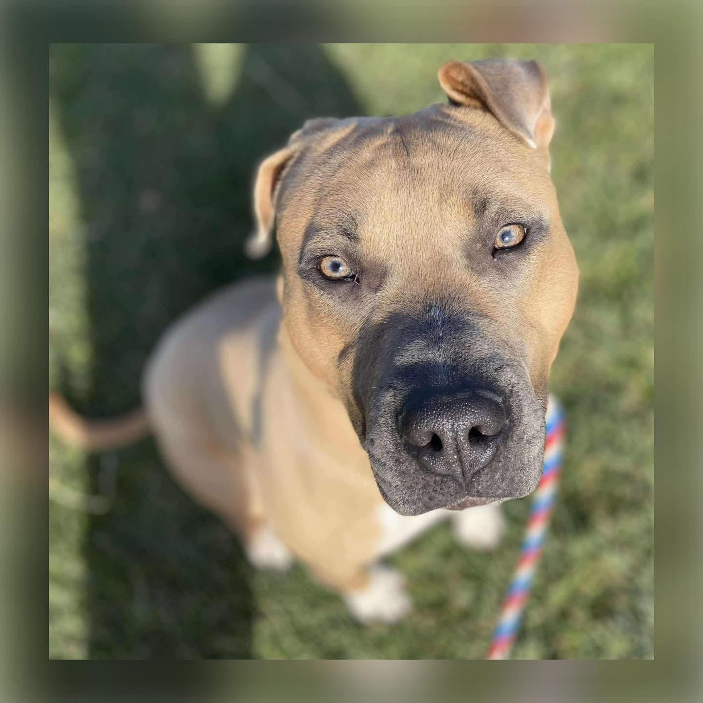 Enlarge Marlon, a Adoptable Pit Bull Terrier in Mechanicsburg, PA image 3/3