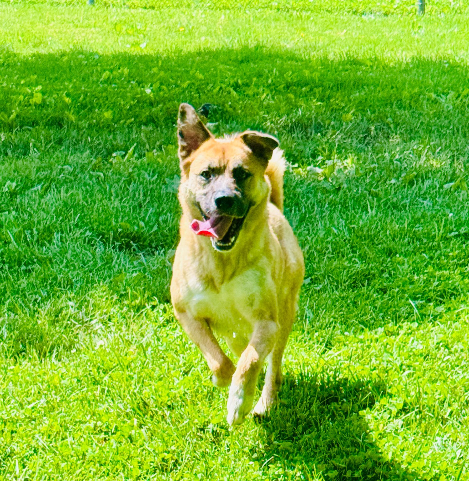 Brownie photo 2