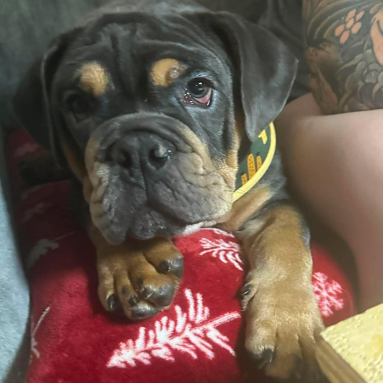 Bourbon, an adopted English Bulldog in Spencerport, NY image 4/5