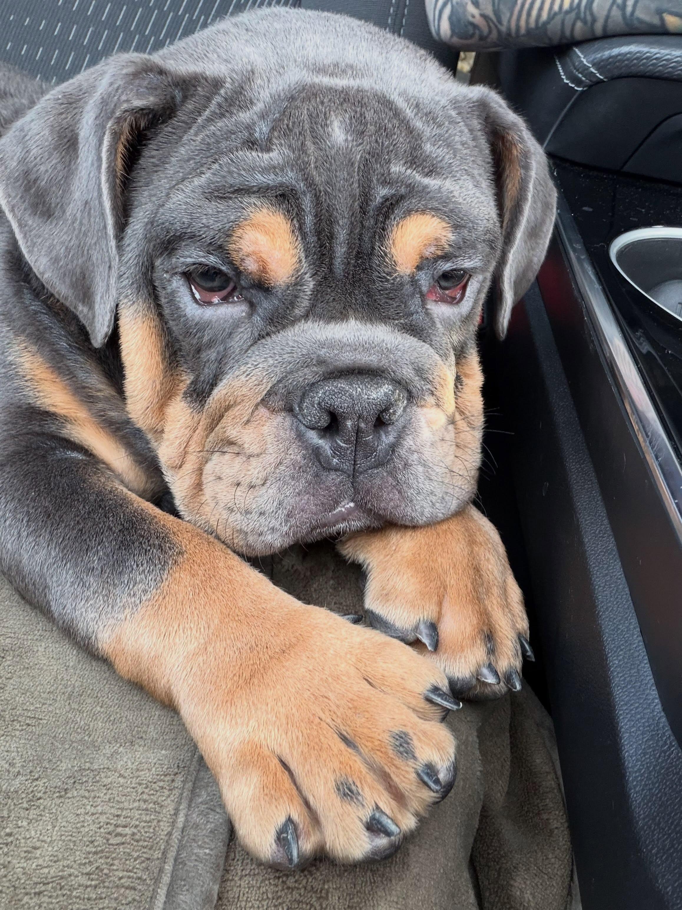 Bourbon, an adopted English Bulldog in Spencerport, NY image 5/5