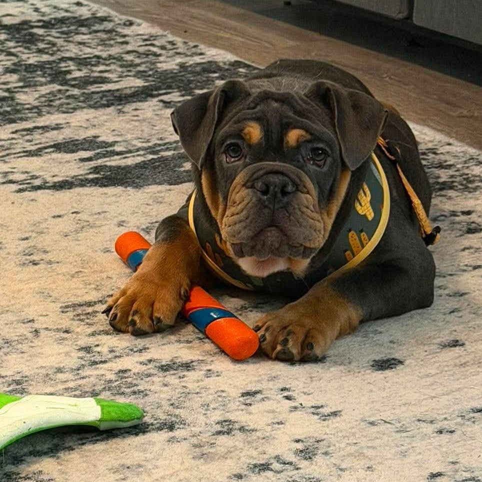 Bourbon, an adopted English Bulldog in Spencerport, NY image 2/5