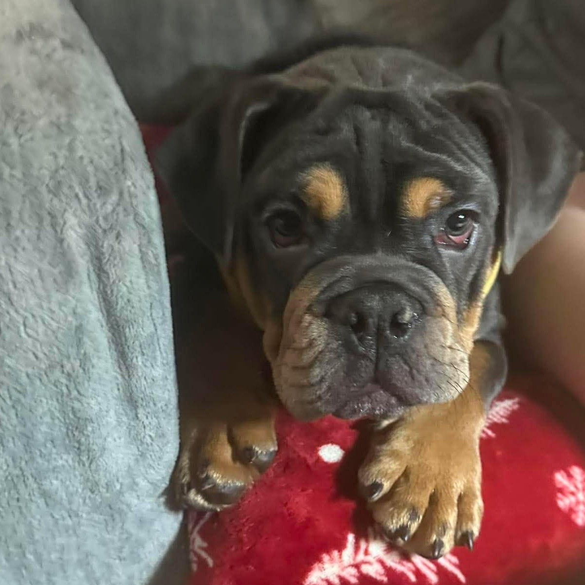Bourbon, an adopted English Bulldog in Spencerport, NY image 1/5