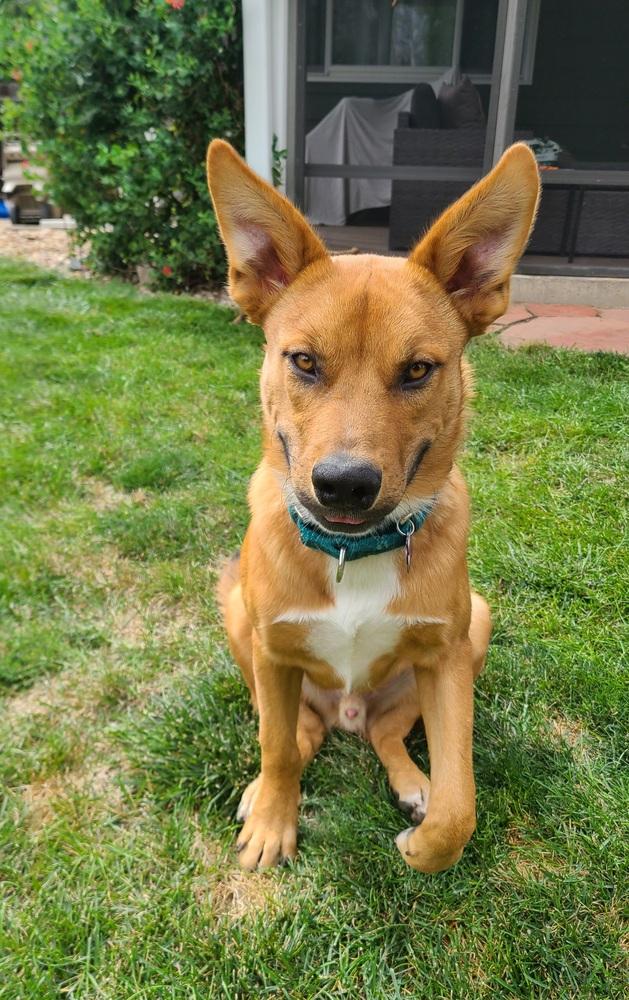 Hogan AKA Hoagie, Adoptable, Puppy Male Shepherd & Hound.