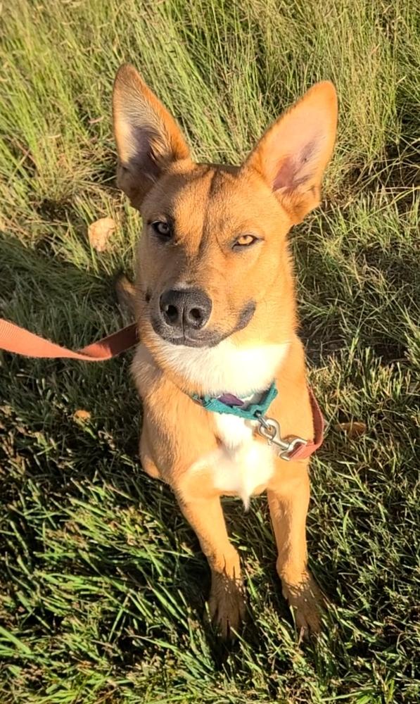 Enlarge Bert FKA Hogan, a Adoptable mixed breed in Lafayette, CO image 2/6