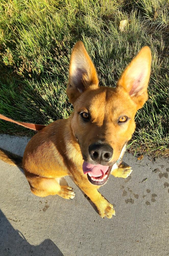 Enlarge Bert FKA Hogan, a Adoptable mixed breed in Lafayette, CO image 3/6