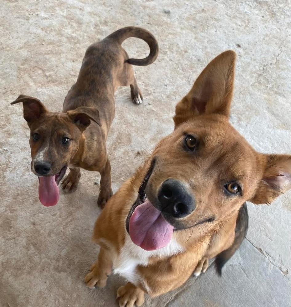 Enlarge Bert FKA Hogan, a Adoptable mixed breed in Lafayette, CO image 4/6