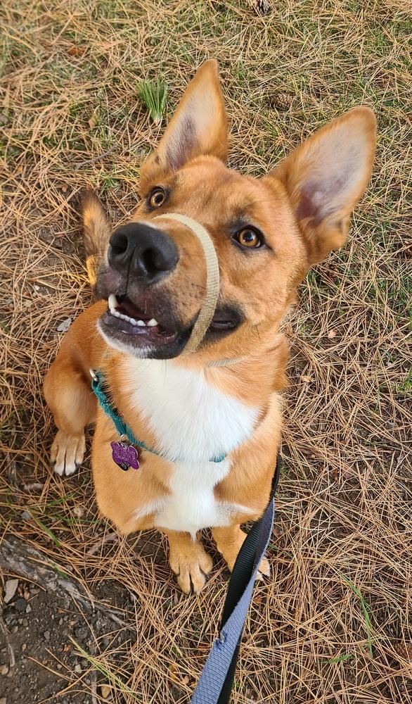 Enlarge Bert FKA Hogan, a Adoptable mixed breed in Lafayette, CO image 5/6