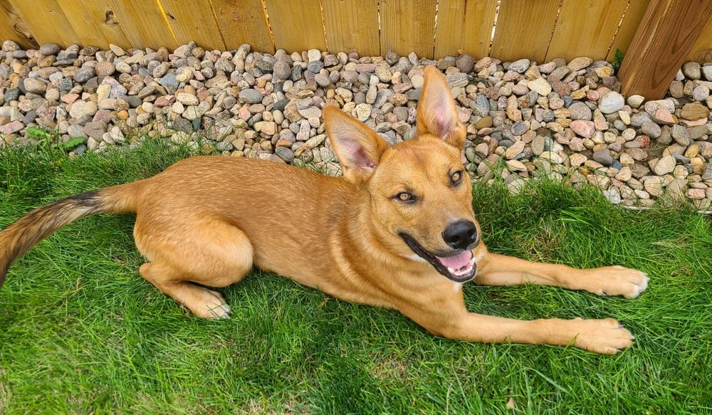 Enlarge Bert FKA Hogan, a Adoptable mixed breed in Lafayette, CO image 6/6