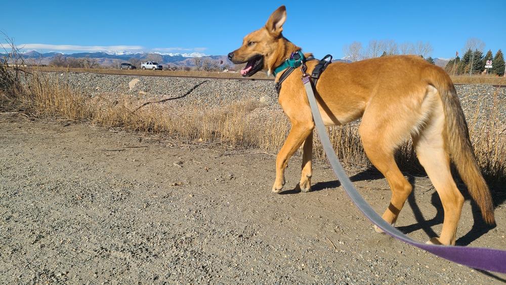 Enlarge Bert FKA Hogan, a Adoptable mixed breed in Lafayette, CO image 5/6