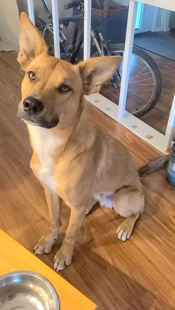 Enlarge Bert FKA Hogan, a Adoptable mixed breed in Lafayette, CO image 6/6