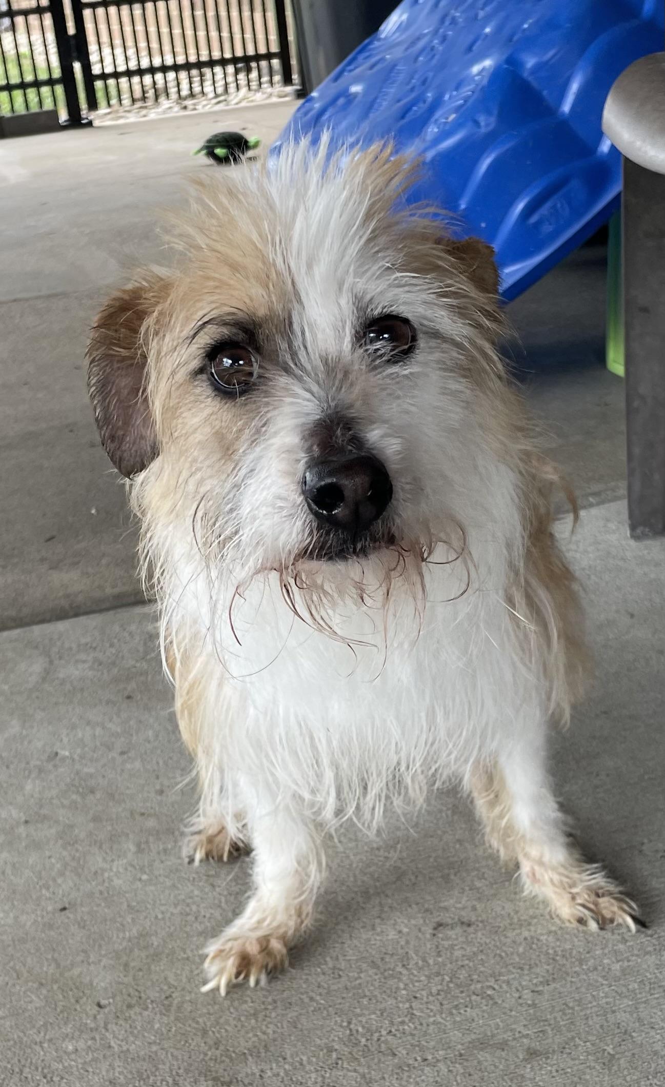 Enlarge Malachai AVAILABLE, a Adoptable Terrier in Canton, OH image 3/4