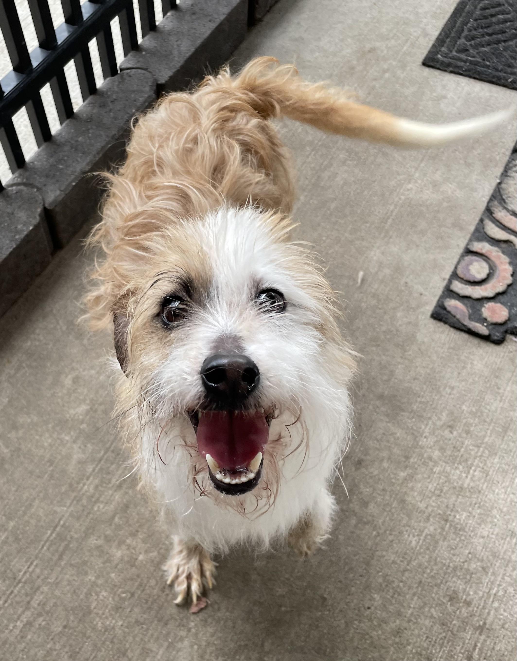 Enlarge Malachai AVAILABLE, a Adoptable Terrier in Canton, OH image 4/4