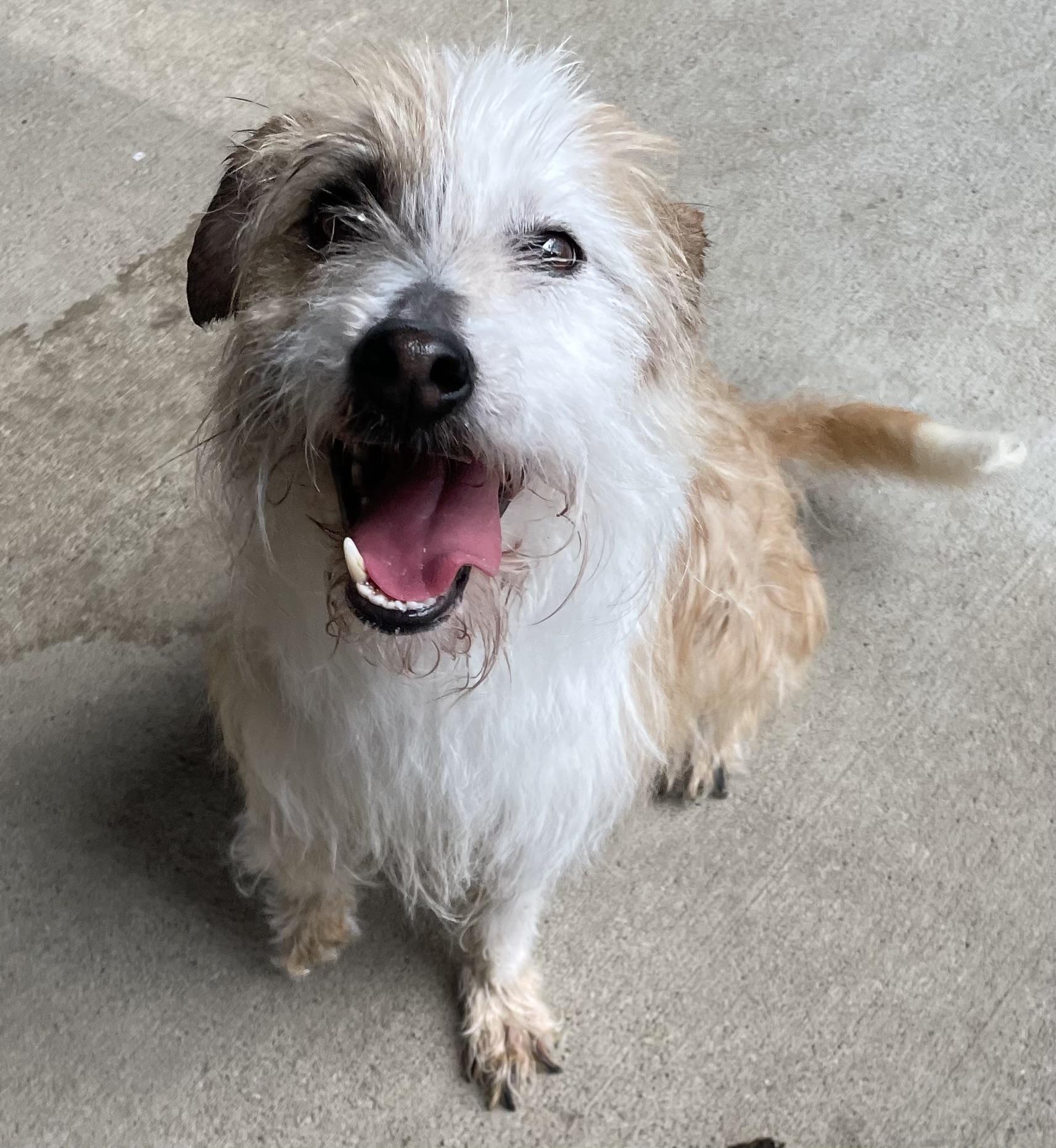 Enlarge Malachai AVAILABLE, a Adoptable Terrier in Canton, OH image 2/4