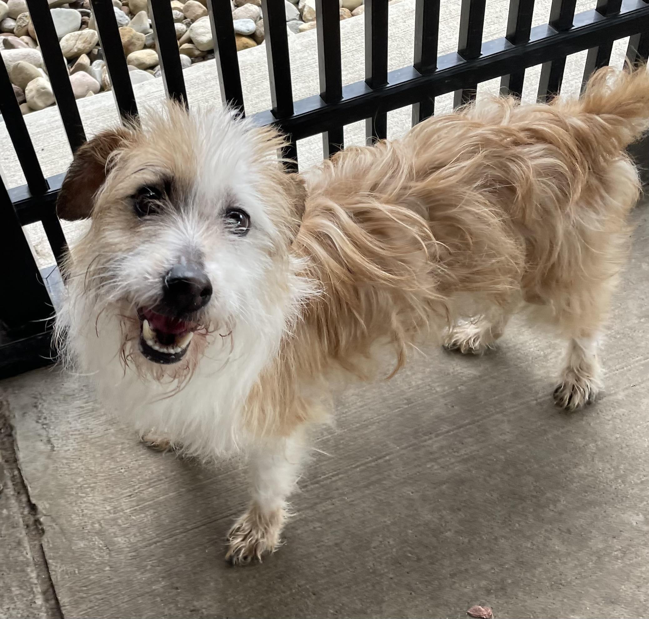 Malachai AVAILABLE, Adoptable, Adult Male Terrier.