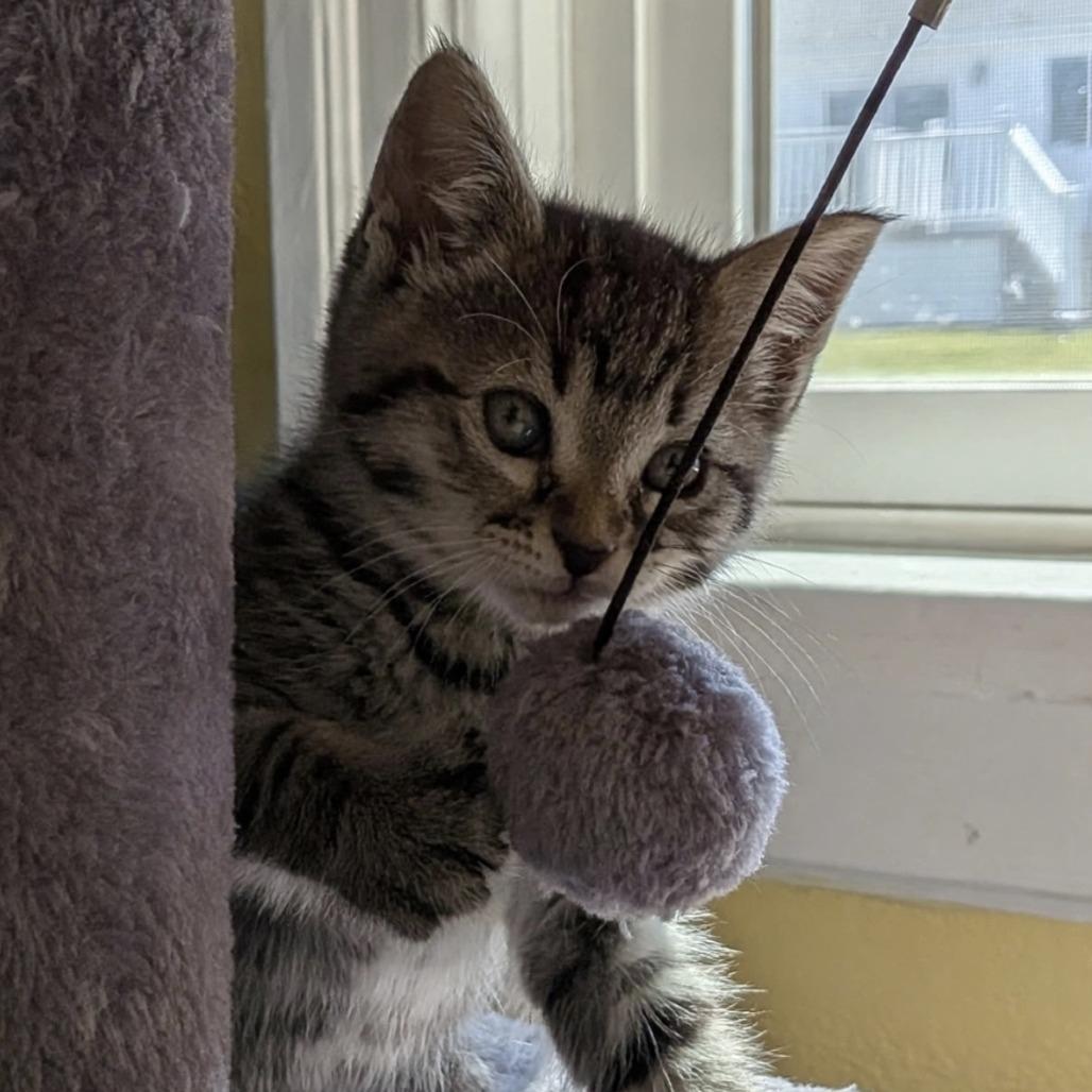 Coco, a Adoptable Domestic Short Hair in Cathlamet, WA image 1/3