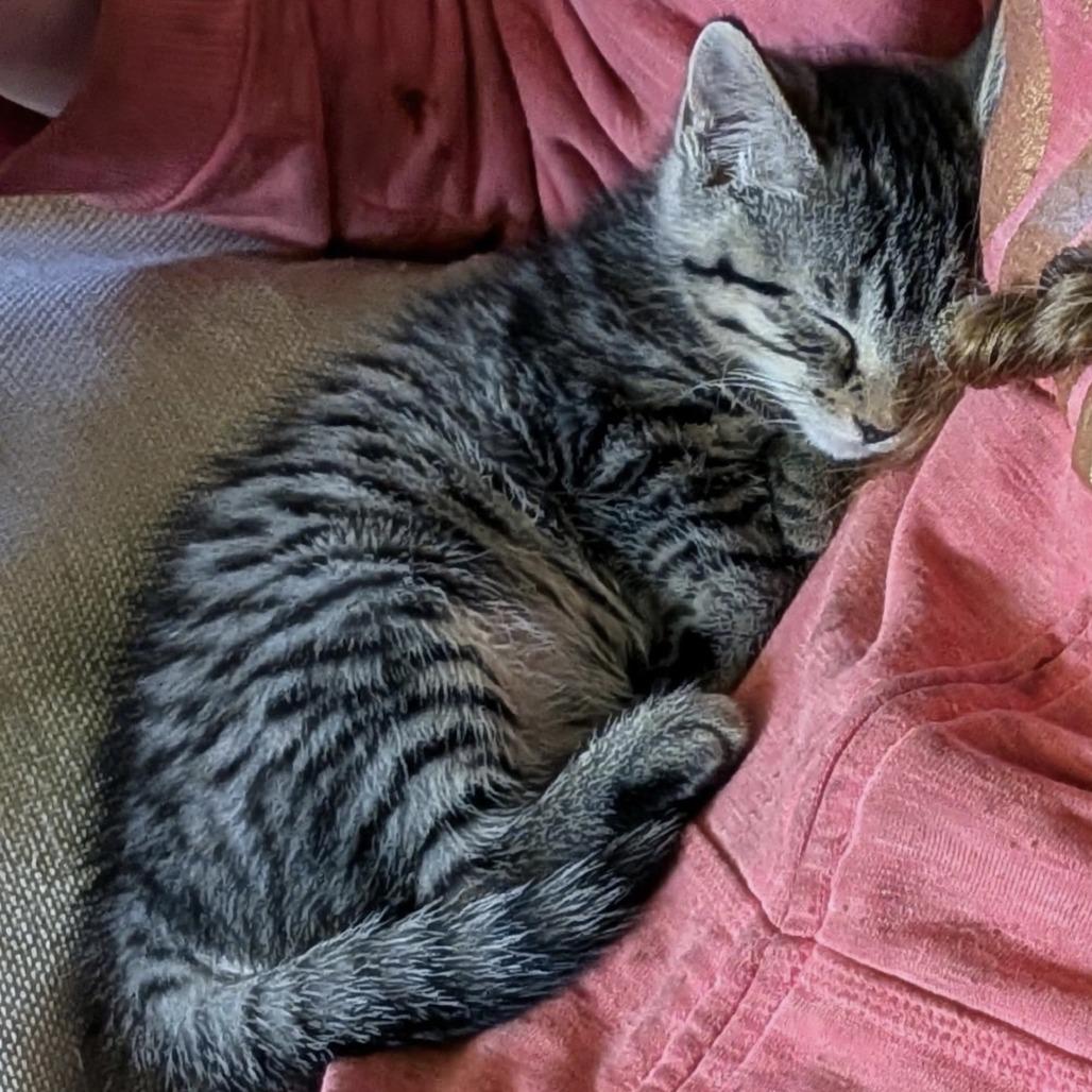 Coco, a Adoptable Domestic Short Hair in Cathlamet, WA image 2/3