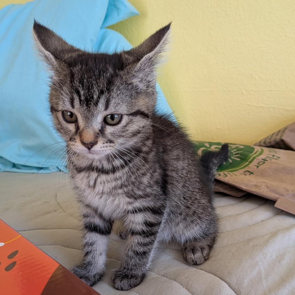 Coco, a Adoptable Domestic Short Hair in Cathlamet, WA image 3/3